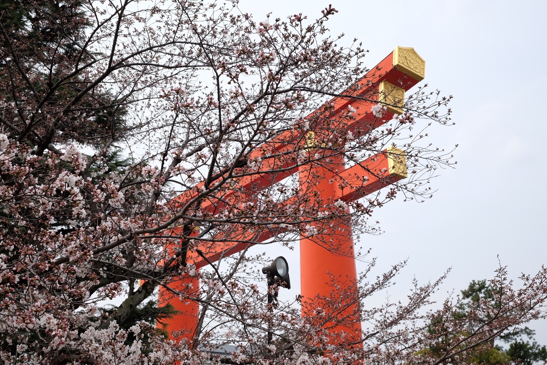平安神宮　桜